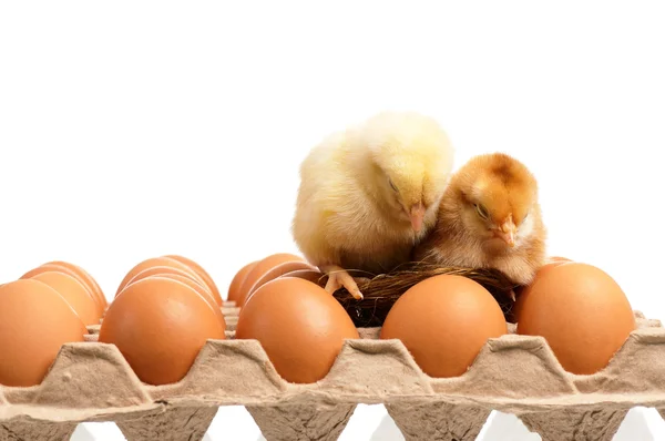Vajíčka a kuřata — Stock fotografie