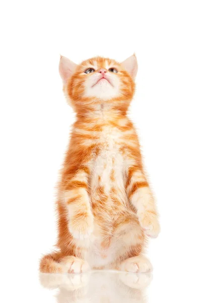 Red kitten — Stock Photo, Image