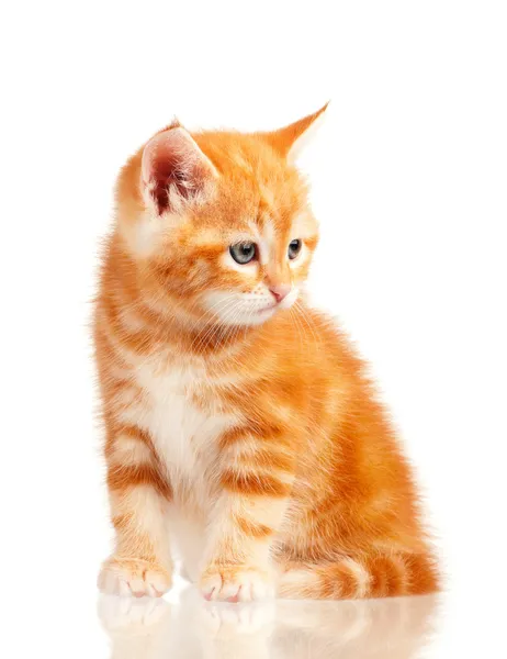 Red kitten — Stock Photo, Image