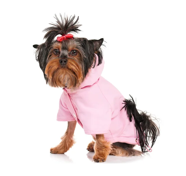 Yorkshire terrier — Photo