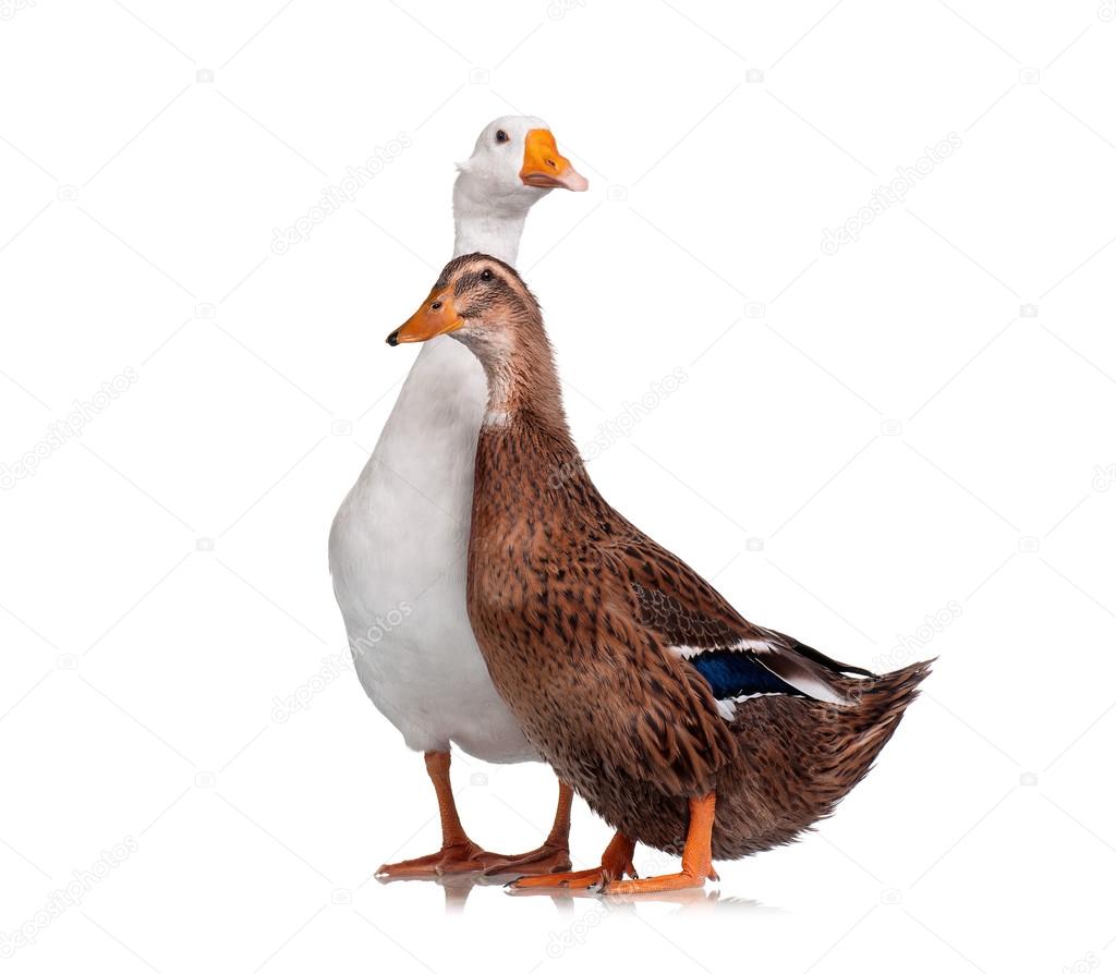 Duck and goose