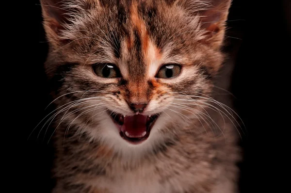 Cute kitten — Stock Photo, Image