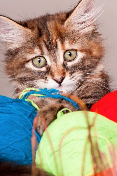 Kitten with clews of thread — Stock Photo, Image