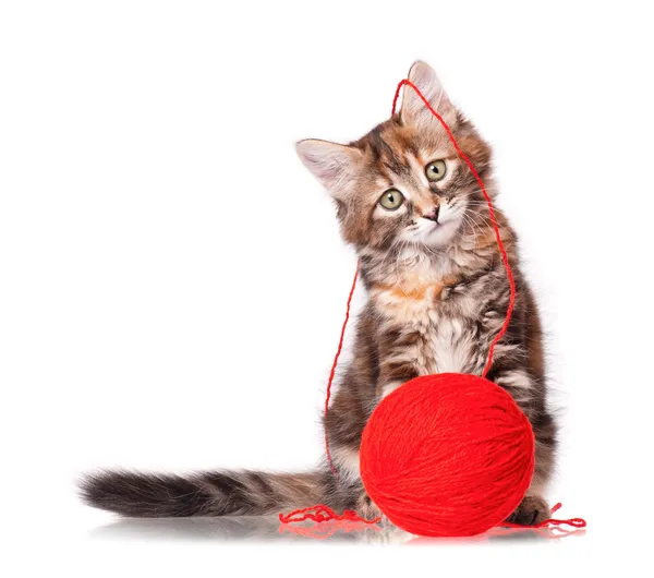 Chaton avec un clou rouge de fil — Photo