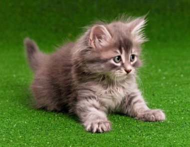 şirin kedi yavrusu