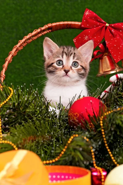 Beautiful kitten — Stock Photo, Image