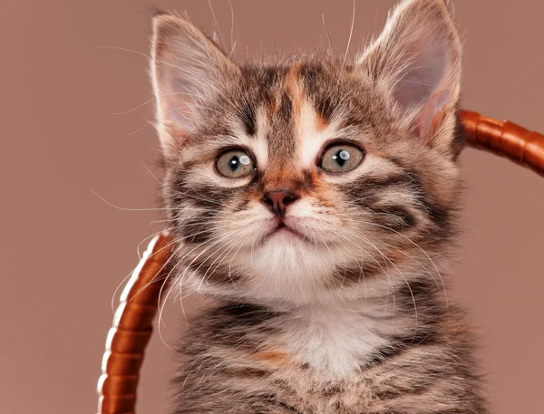 Cute kitten — Stock Photo, Image