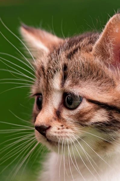 Gatinho bonito — Fotografia de Stock