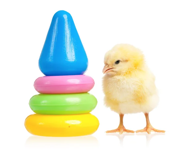 Pirámide de juguete y pollo — Foto de Stock