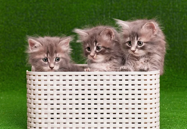 Gatinhos cinzentos bonitos — Fotografia de Stock