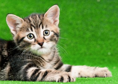 şirin kedi yavrusu