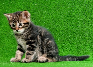şirin kedi yavrusu