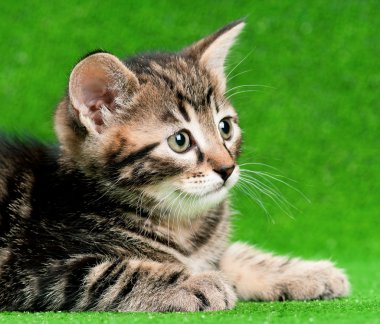 şirin kedi yavrusu