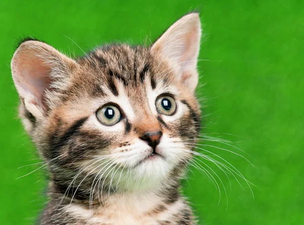 Lindo gatito — Foto de Stock