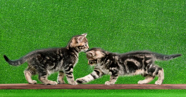 ลูกแมวน่ารัก — ภาพถ่ายสต็อก