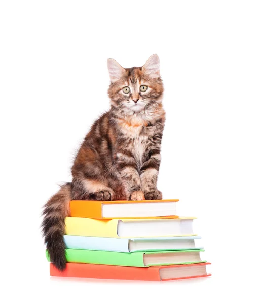 Γατάκι με βιβλία — Φωτογραφία Αρχείου