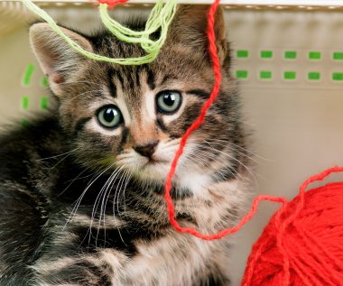 şirin kedi yavrusu