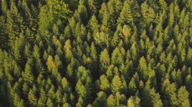 Dağdaki ormanın üzerinde uçarken