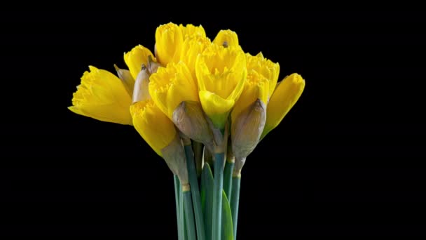 4K Time Lapse of flowering daffodil — Stock Video