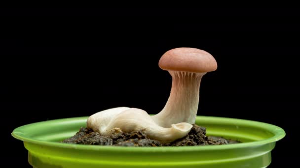 4K Time Lapse di funghi Oyster — Video Stock