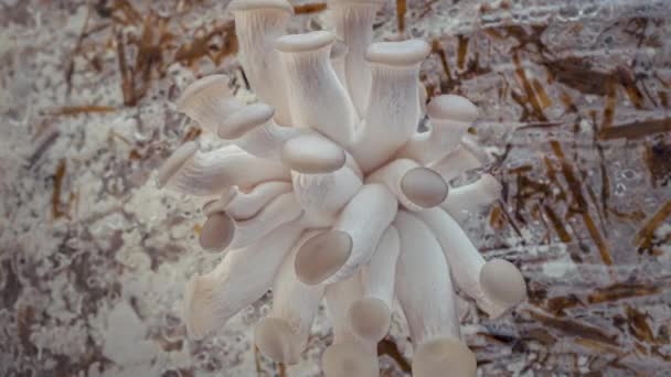 4K Time Lapse of Oyster mushrooms — Vídeo de Stock