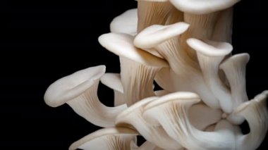 4K İstiridye Mantarı Süreleri