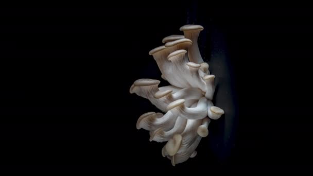 4K Time Lapse of Oyster mushrooms — Stock Video