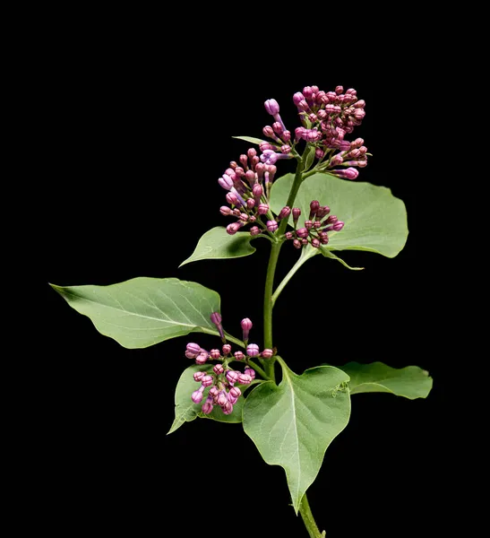 Flor de rama lila — Foto de Stock