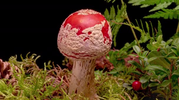 4K Time Lapse of Fly Agaric — стоковое видео