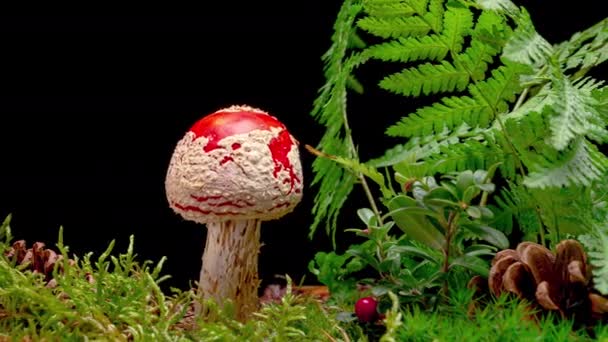 4K Time Lapse of Fly Agaric mushroom — Vídeo de Stock