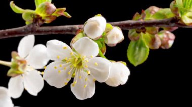 Çiçek açan kiraz çiçeklerinin zaman aşımı