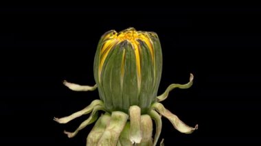 4K Siyah üzerine çiçek karahindibası