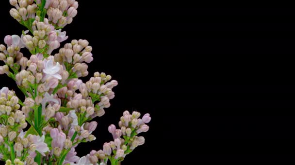 4K Upływ czasu kwitnienia lilii — Wideo stockowe
