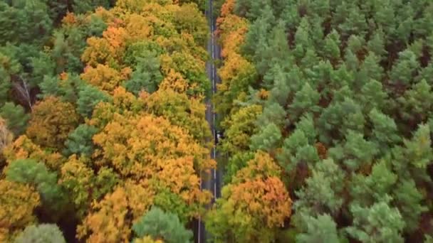 Літати по дорозі через осінній ліс — стокове відео