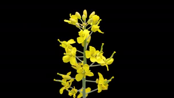 4K Time Lapse of Rapeseed flowers on black — Stockvideo