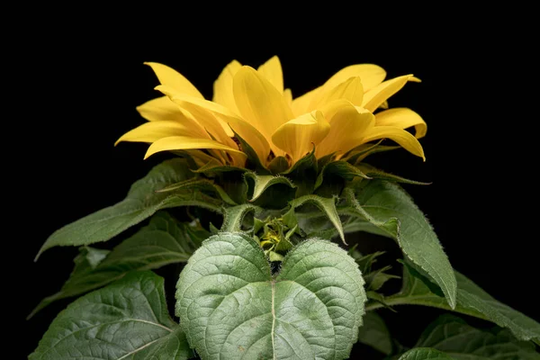 Ung solros blomma — Stockfoto