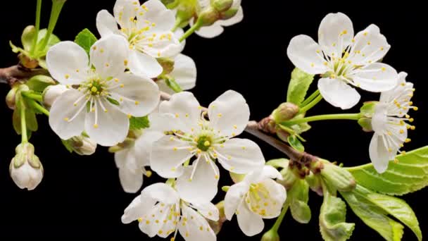 4K Time Lapse of blooming cherry flowers — Stock Video