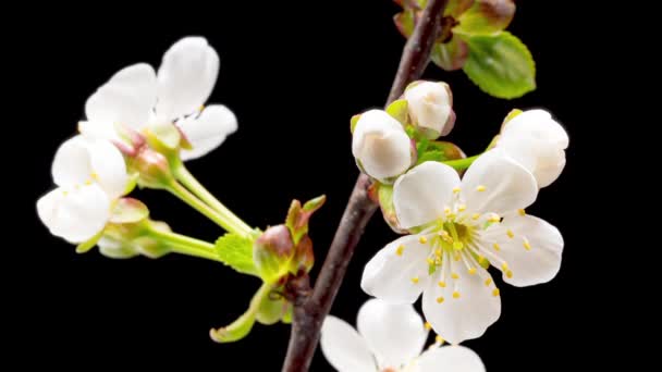 Tiempo de caducidad de flores de cerezo en flor — Vídeo de stock
