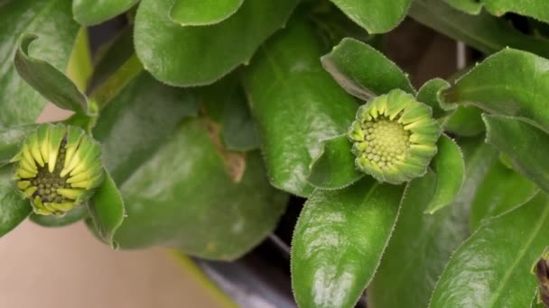 Tiempo de lapso de floración flores Osteospermum — Vídeos de Stock