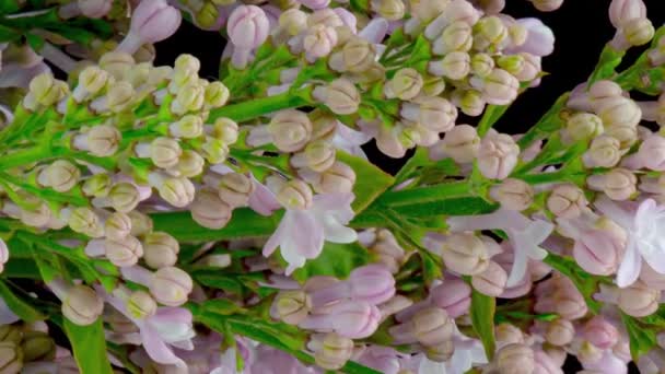 Caducidad de tiempo 4K de la floración lila — Vídeos de Stock