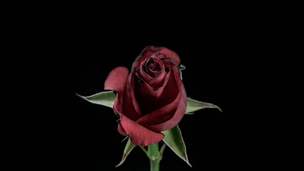 Dead rose on black — Fotografia de Stock