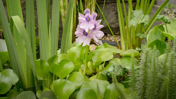 Blomma Vatten Hyacint blommar — Stockfoto