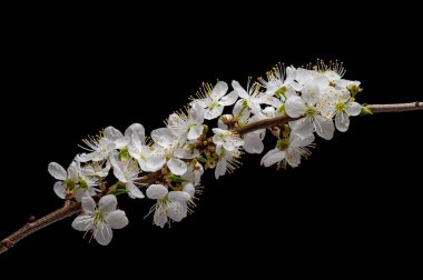 Çiçek açan kiraz ağacı