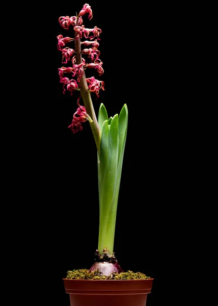 Hyacint blomma på svart — Stockfoto