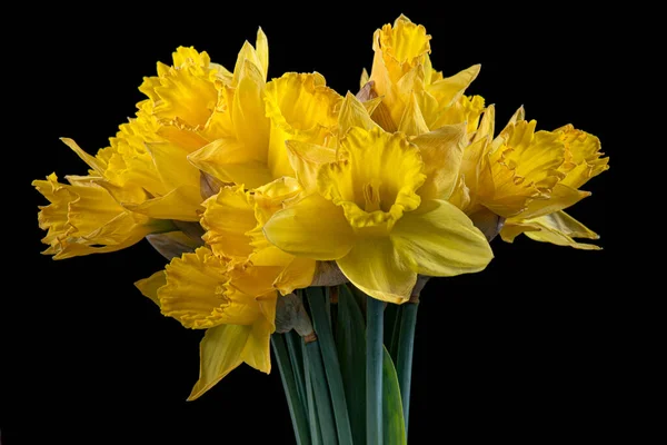 Daffodil flowers on black — Stock Photo, Image
