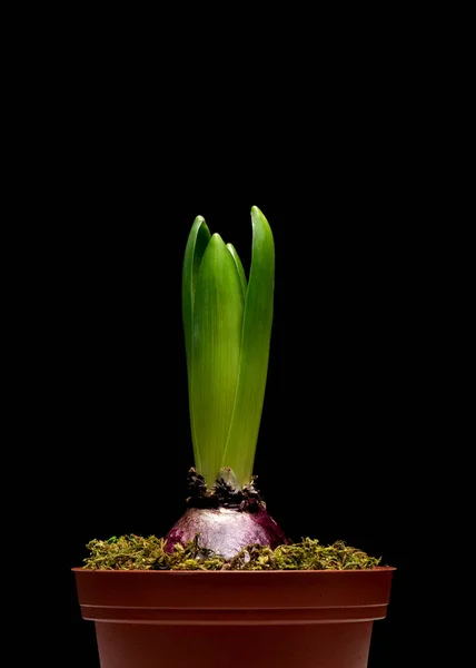 Flor de jacinto em preto — Fotografia de Stock