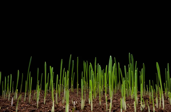 Young wheat on black — Stock Photo, Image