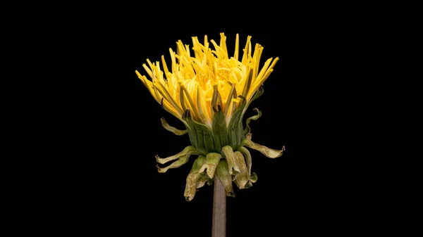 Πικραλίδα λουλούδι σε μαύρο — Φωτογραφία Αρχείου