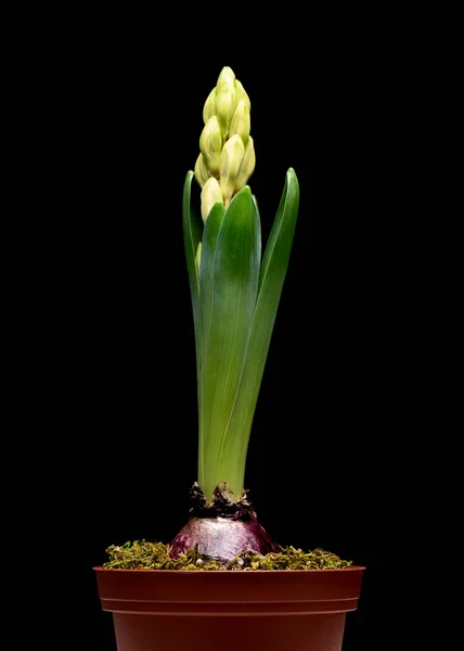 Квітка гіацинту на чорному — стокове фото