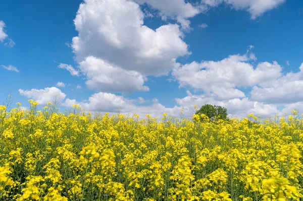 Campo de canola o colza —  Fotos de Stock